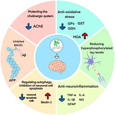 Neuroprotective effects and possible mechanisms of berberine in animal models of Alzheimer’s disease: a systematic review and meta-analysis